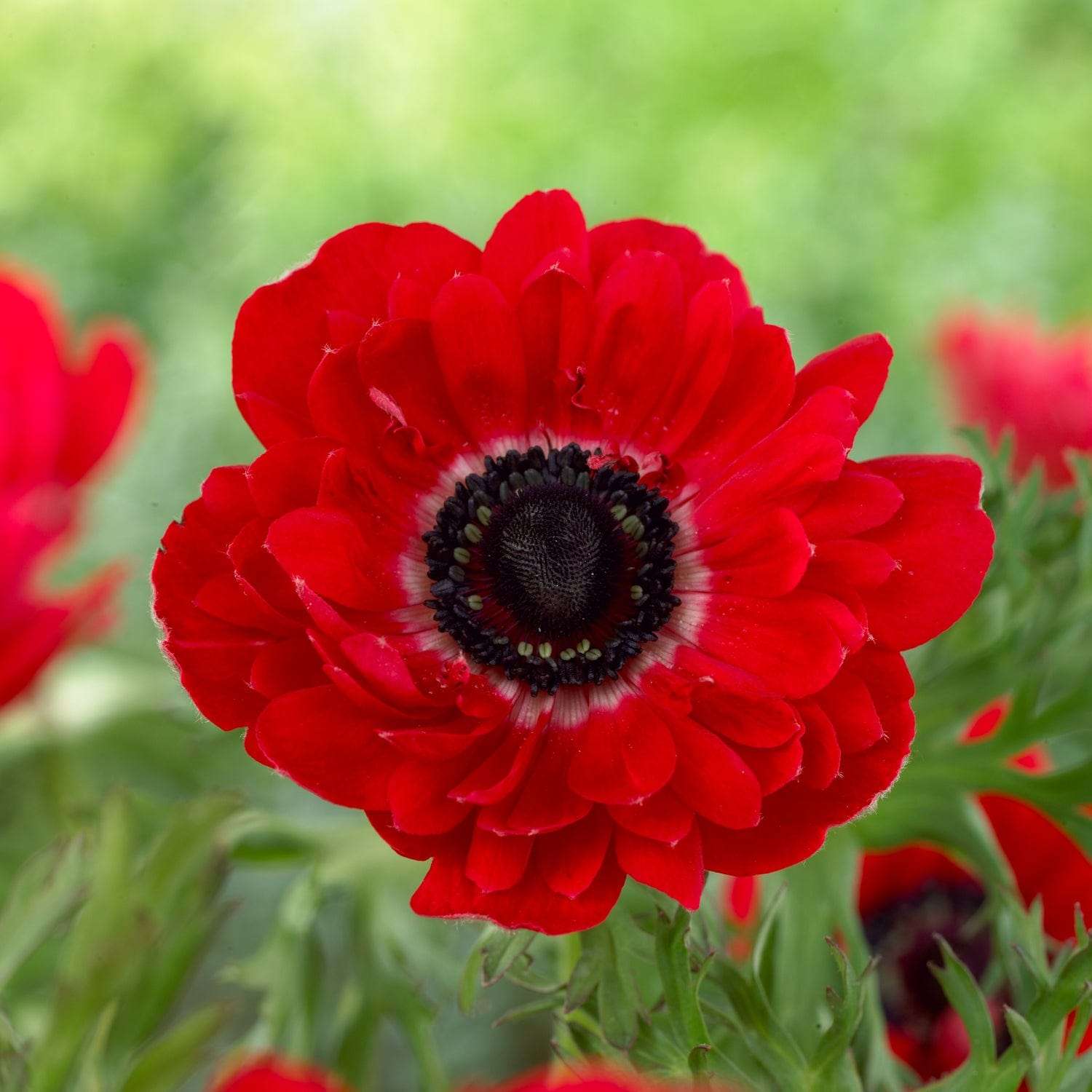 Anemone 'Governor'